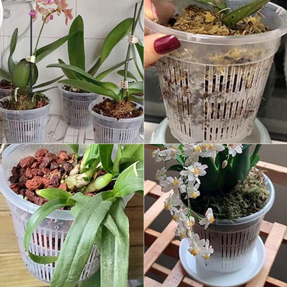 Maceta transparente con Contro - Aloe Vera Pot reseña y precio