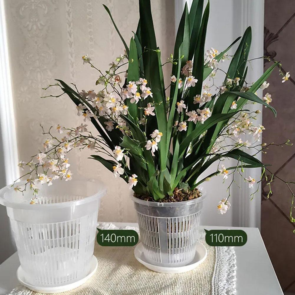Maceta transparente con Contro - Aloe Vera Pot reseña y precio