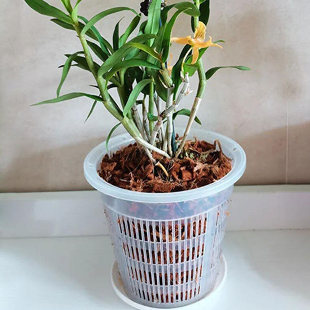 Maceta transparente con Contro - Aloe Vera Pot reseña y precio
