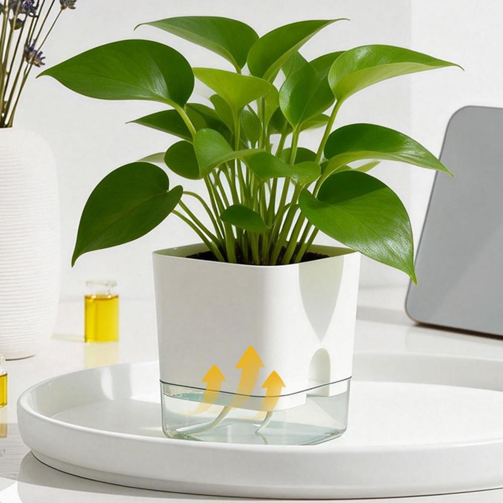 Macetas con Riego Automático,  - Aloe Vera Pot reseña y precio