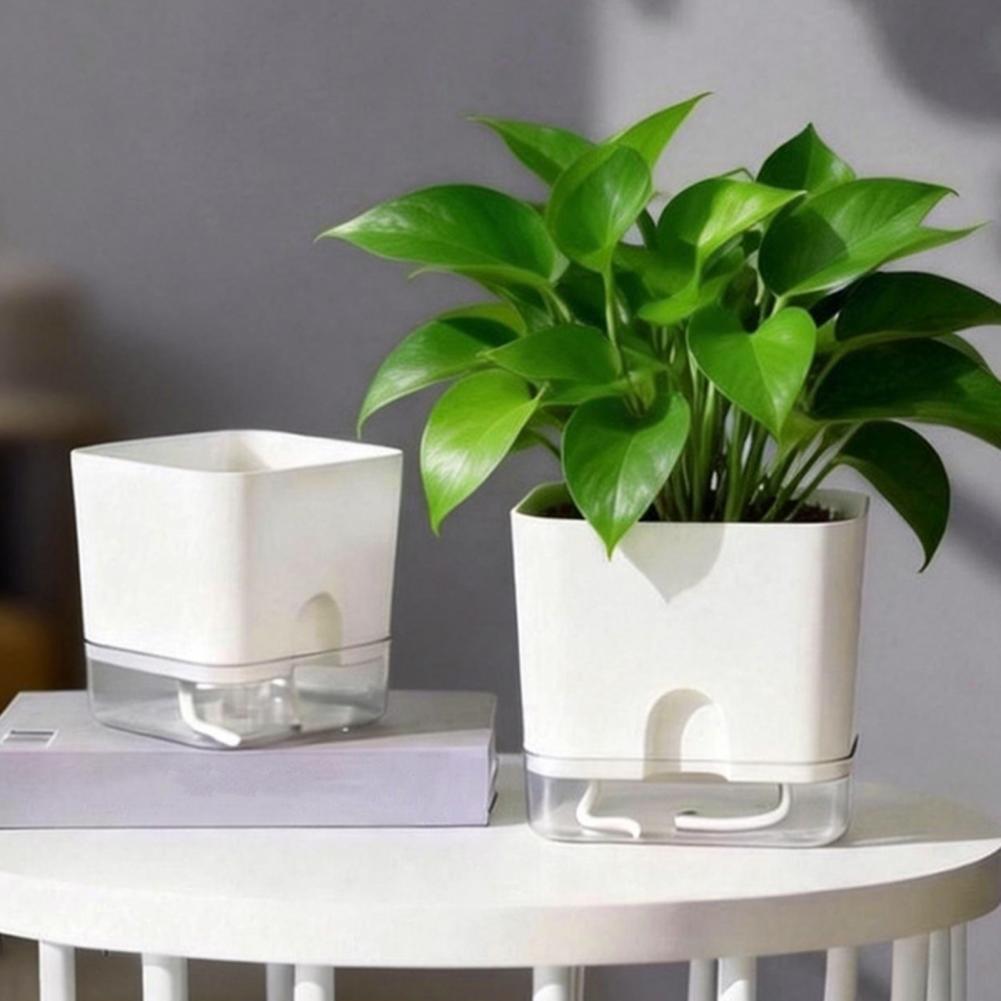 Macetas con Riego Automático,  - Aloe Vera Pot reseña y precio