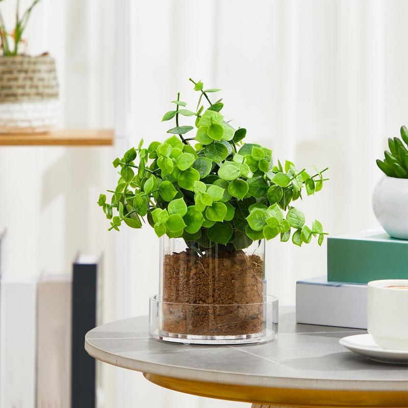 Macetas transparentes con dren - Aloe Vera Pot reseña y precio